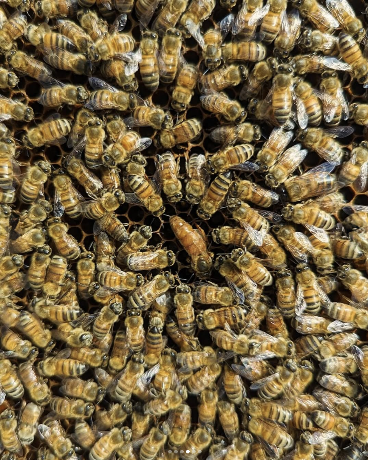 beeinterview_04.png